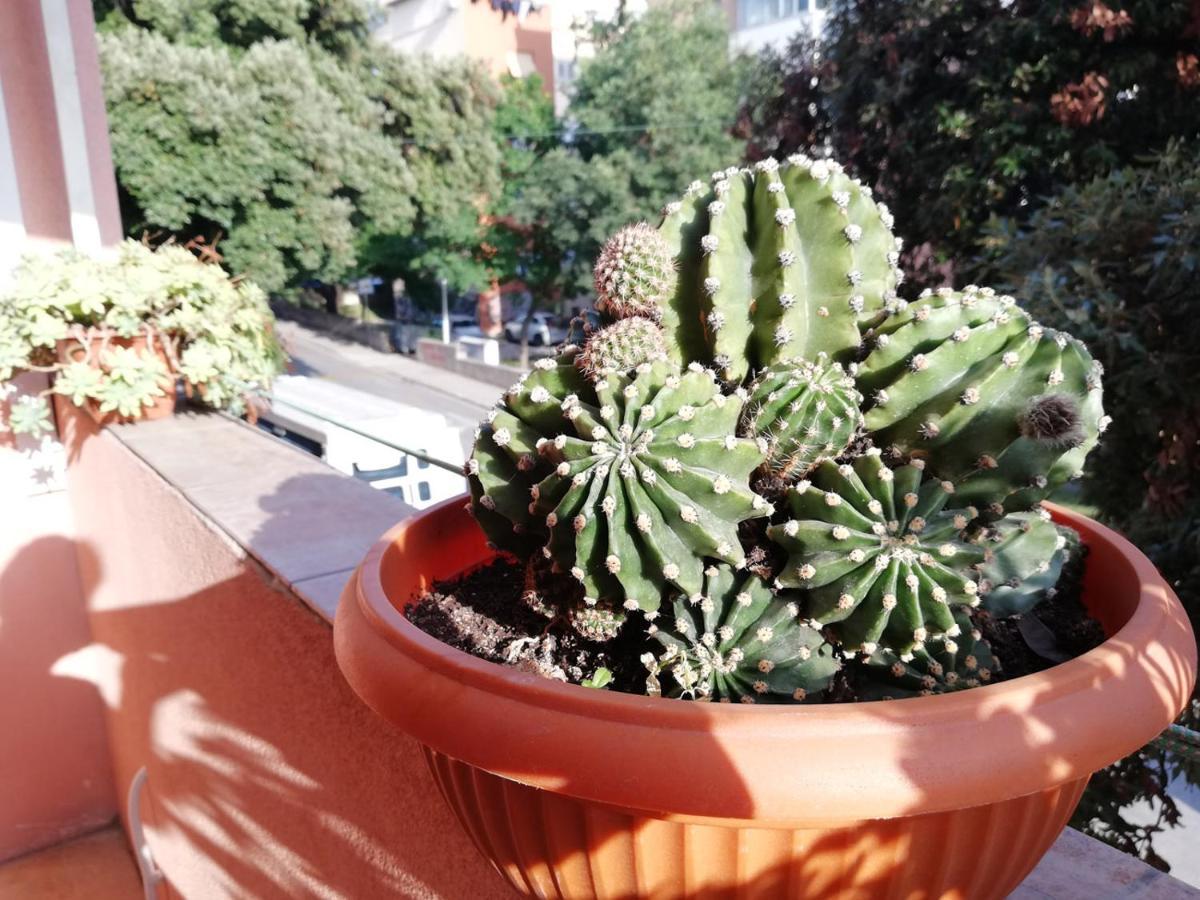 Apartment Mahonia 스플리트 외부 사진